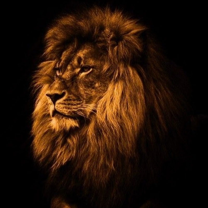 Hire Lives trend — News & Current Events YouTube creator for sponsorships