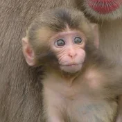 【MonkeyTime】おさるのじかん