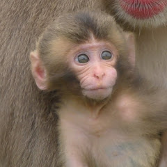 【MonkeyTime】おさるのじかん