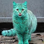 绿茵猫