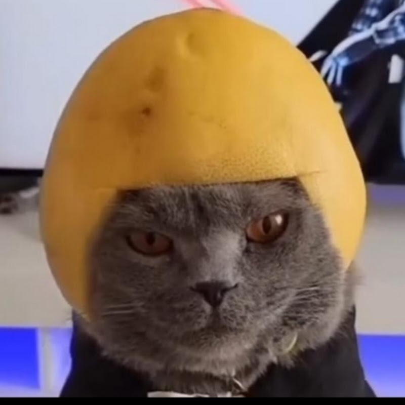 🎣Хвіртчиксстудіо🎣