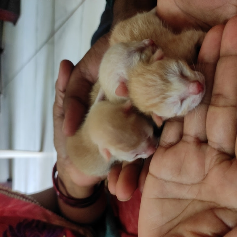 shannu-honey-2046😊