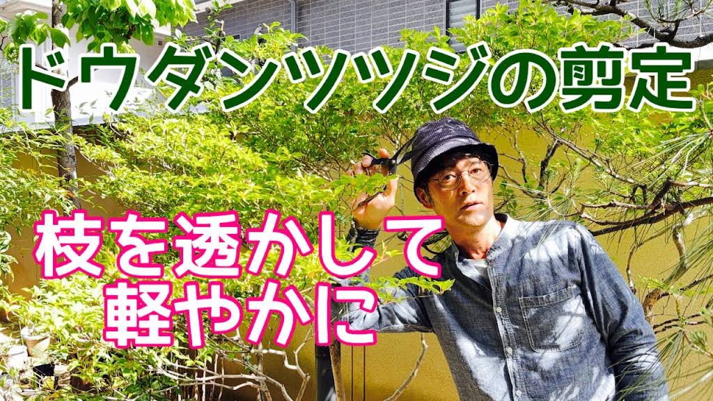 樹幹　登り竜　　松仕立て YouTube