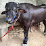 mLQZKWLRX_s-channel-avatar-Vineet Dandupur 