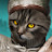 PVP Cat