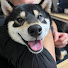TUQ2ZnOEhvY-channel-avatar-九州で柴犬と暮らすチャンネル【柴犬くま】