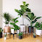 Bahga Plants Corner