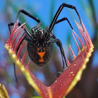 Carnivorous Plants Journey profile image