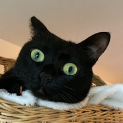 ねこいてはるん【ウチら保護猫】