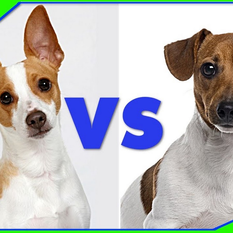 Rat Terrier Topic YouTube