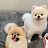 Cute Poms