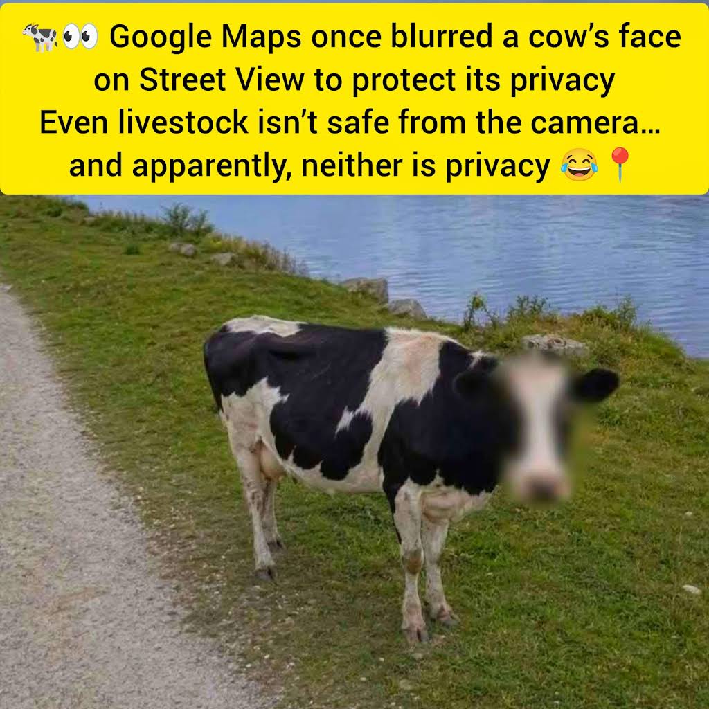 その他 COW COW was INNOCENT. YouTube