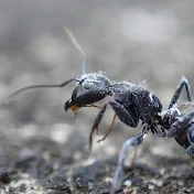 chocolate ants