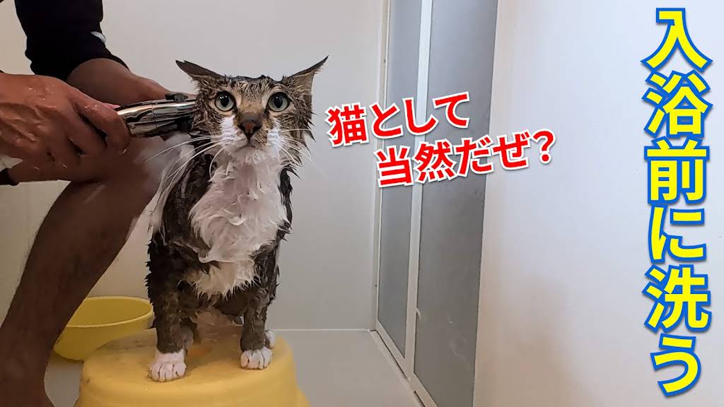 尻猫の釣りちゃんねる YouTube