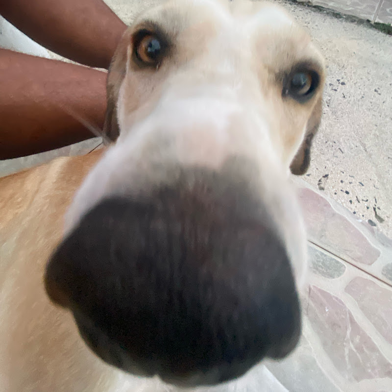 JustYogui
