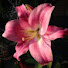 jyX6ucGSTrs-channel-avatar-Lily Relaxation