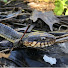 vDEoY-X6P6E-channel-avatar-Reptiles Galore