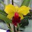 ФлораШи.Орхидеи. Цветы из фоамирана ручной работы.