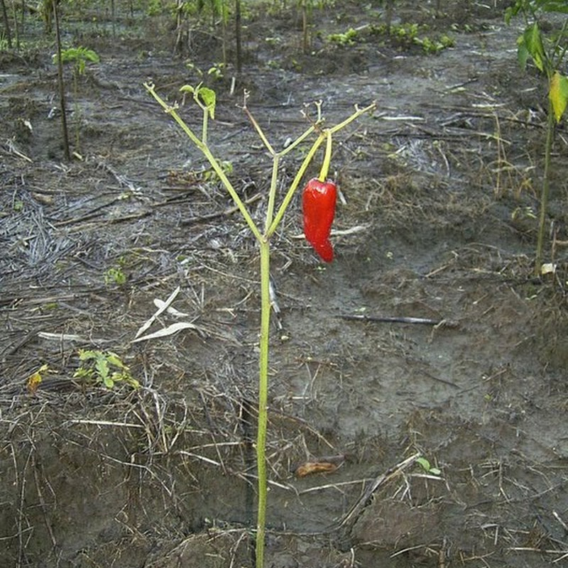 𝕄𝕒𝕝𝕒𝕘𝕒𝕥𝕒𝕤 𝕔𝕙𝕒𝕟𝕟𝕖𝕝