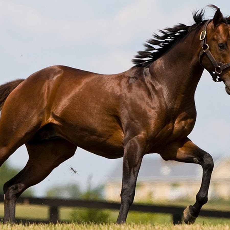 Hanoverian horse - Topic - YouTube hanoverian horse diagram 