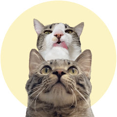 かのかり_猫が楽しいあそびの工夫とアイデアアイコン画像