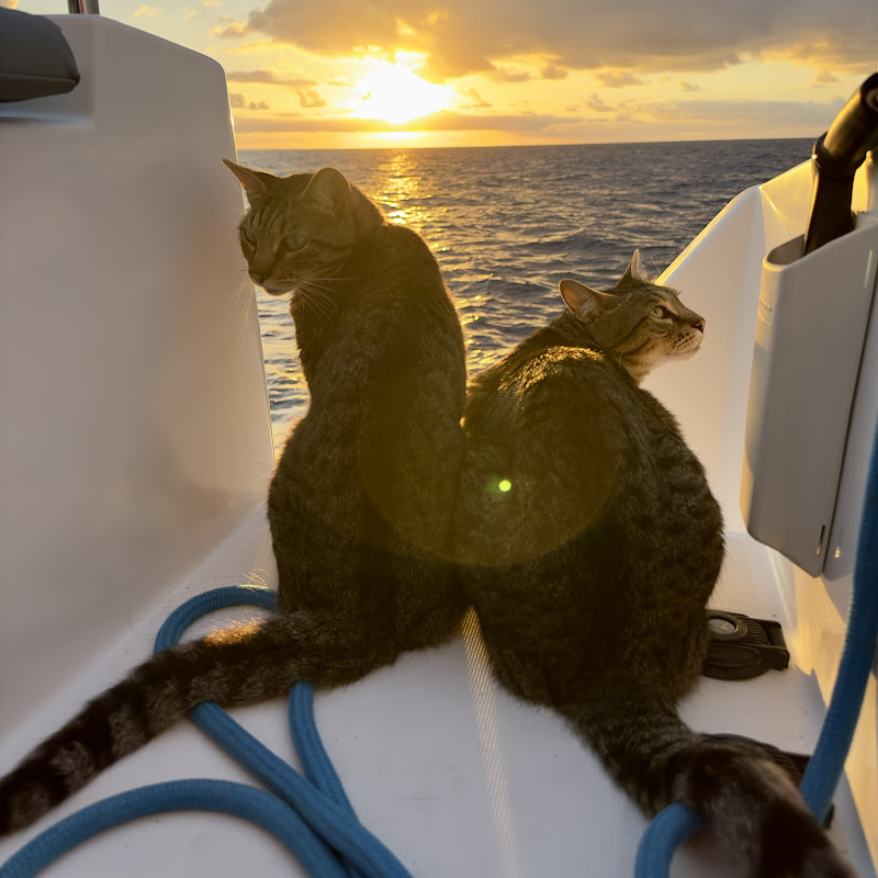 catsonacatamaran