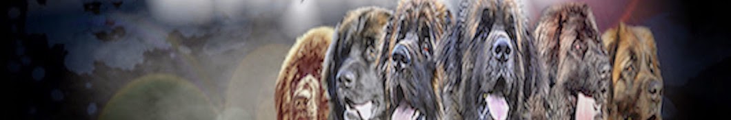 Hillhavenleonbergers show kennels YouTube channel avatar