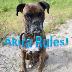 Akira Rules 🐶