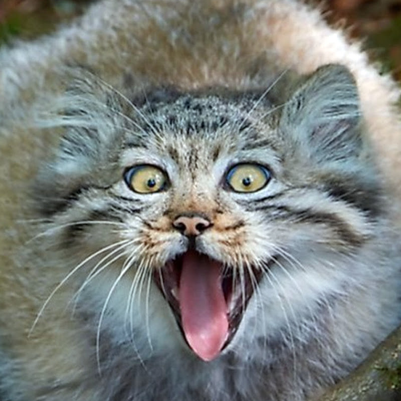 Technique Unique Trap