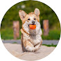 Heal My Dog Avatar