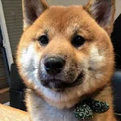 柴犬おにぎりくん