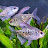 @droeksonfishkeeping Avatar