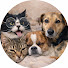 NBrRvLxqkKE-channel-avatar-Pawblem House