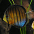 qPkLGqPchsM-channel-avatar-Basement.Waters