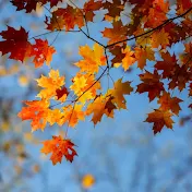Autumn breeze