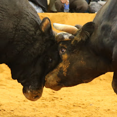 国栄ビデオ闘牛Channel