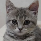 メルとココアのお部屋