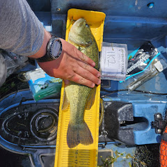 Reel Yak Bassin