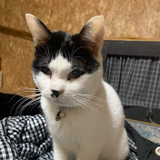 終の住処　猫は猫
