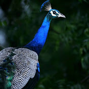 Amazing Nature