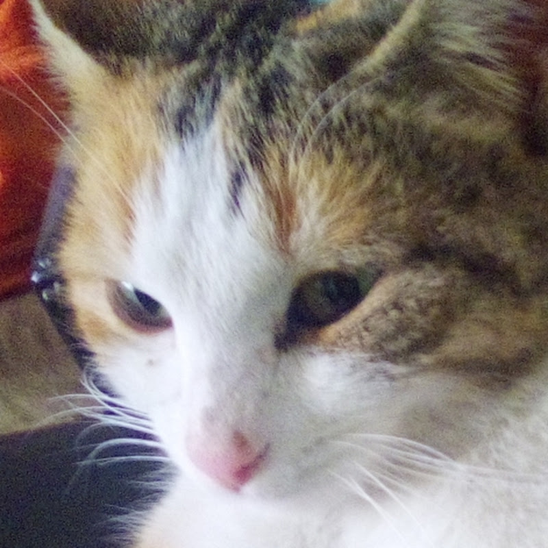 Fikri Kızılyazı Fnaf