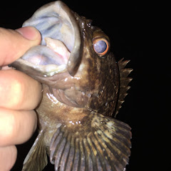 週末アングラー澤アイコン画像