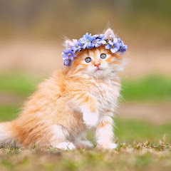 感動のちスマイル