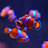 mEYE4vrjDUU-channel-avatar-Un Pez en el Agua 