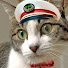 GhqGNkH2iPM-channel-avatar-トラ猫 鉄道ちゃんねる/Travel_Cat
