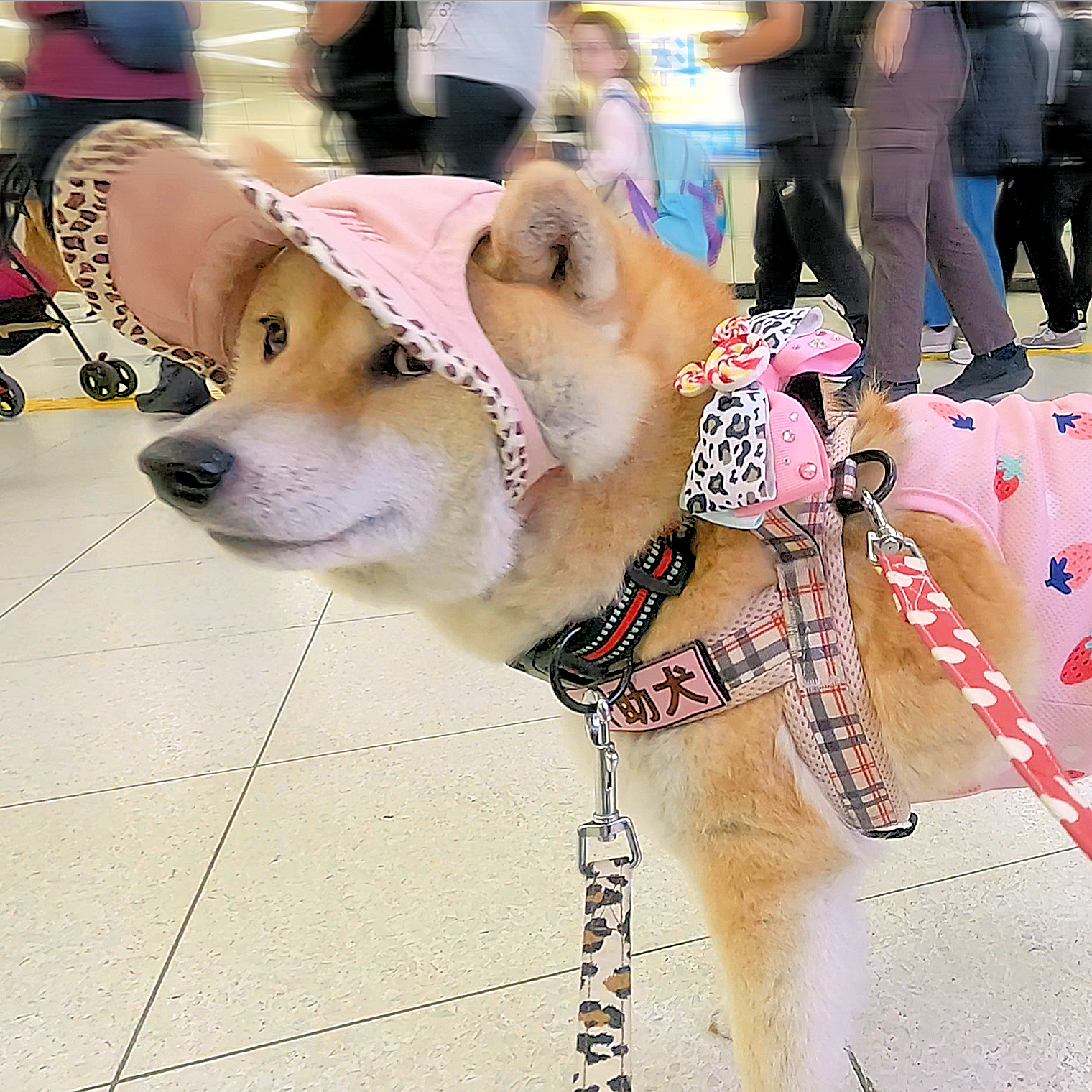Post from 介助犬と桃にゃん - YouTube