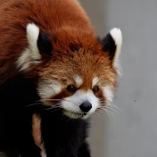 Love Animal