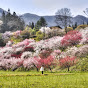 Slow Japan Days