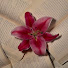 sO83_mr4hEk-channel-avatar-Syakira Bunga
