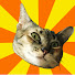 BbYUmCo8oSQ-channel-avatar-Katzenwagen TV